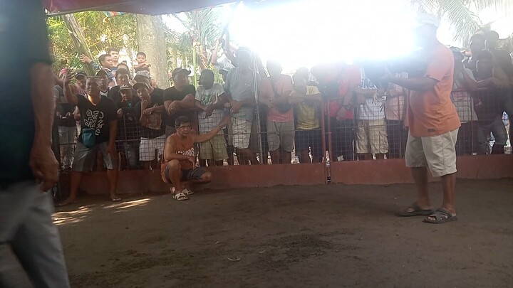 High Action Kelso vs sweater good fight..