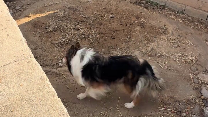 Why does this dog keep spinning in circles? Can anyone explain?