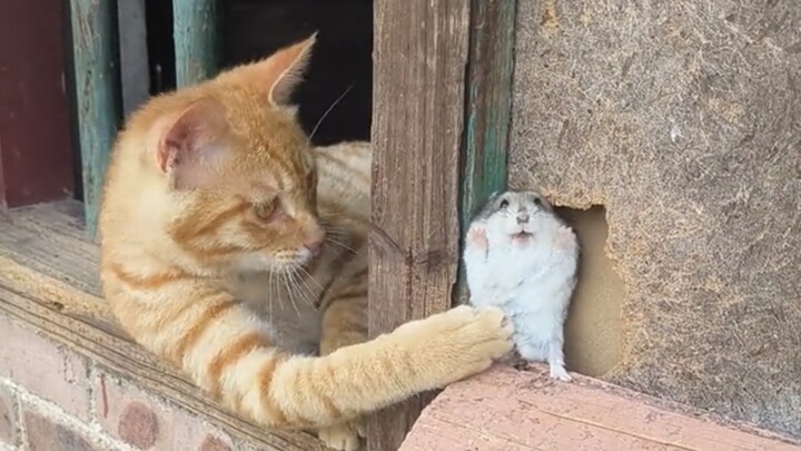 猫：通知家鼠吧！