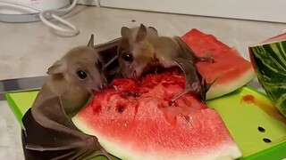 ค้างคาวผลไม้มีคนเลี้ยงด้วยเหรอ?