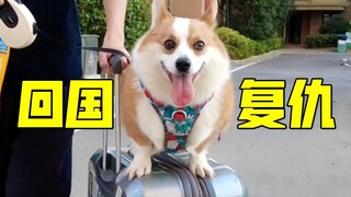 柯基：回国了，我要把小区的地盘全部尿回来！