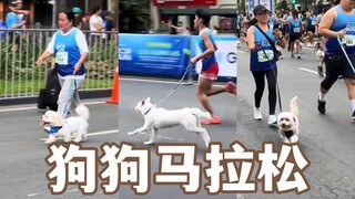 Nếu bạn cảm thấy chán nản, hãy đến xem chó chạy marathon nhé!