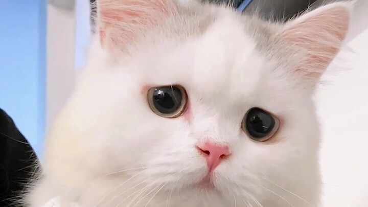 Apa kucing kecil nggak cukup imut?