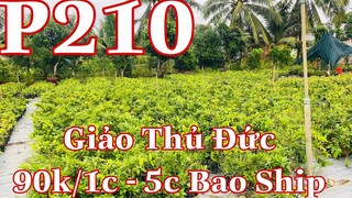 🔴 Hêt Hàng 🔴 mai vàng chơi tết p210 | mai giảo thủ đức giá 90k/1c bao ship 5c | mai trồng đất