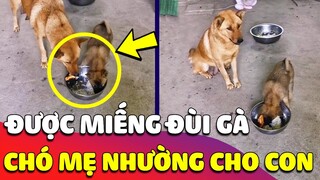 Xúc động hình ảnh Chó mẹ được MIẾNG ĐÙI GÀ nhưng không nỡ ăn mà lại gắp ra NHƯỜNG CÚN CON 🥰 Gâu Đần