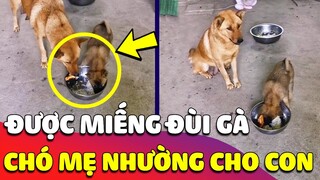 Xúc động hình ảnh Chó mẹ được MIẾNG ĐÙI GÀ nhưng không nỡ ăn mà lại gắp ra NHƯỜNG CÚN CON 🥰 Gâu Đần