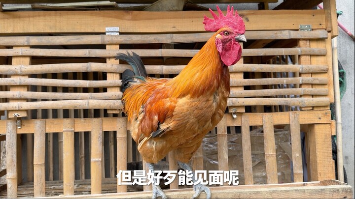 ไก่ตัวเมียบ้านอื่นถูกเอาไปทำอาหารหมดแล้ว ยังจะมาเช็กอินทุกวันอีกเหรอ?