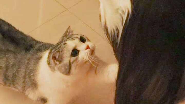 Mỹ nữ và mãnh thú
