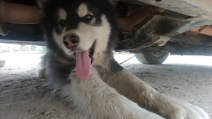 Hungry Alaskan Malamute