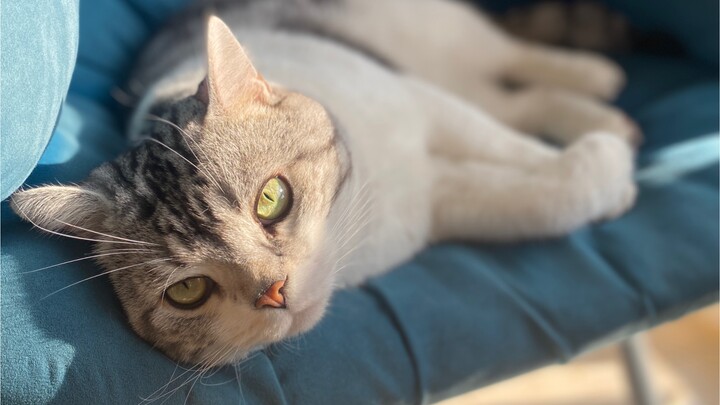 Kucing yang gemuk pun tetap lucu dan agak bodoh, ingin bersembunyi untuk mengejutkanku.