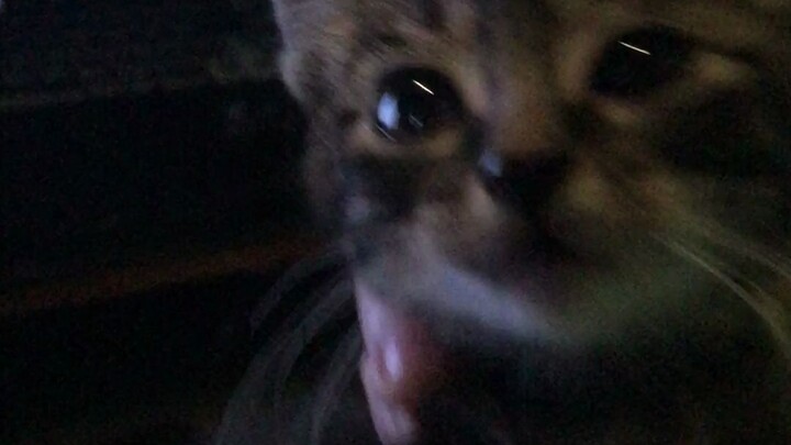 When an all-night coder meets a little milk cat, this is how his mental state changes.