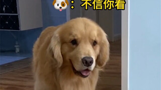 Turns out puppies can feel awkward too...