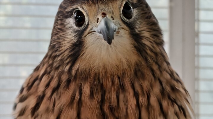 Xiao Hun is a chick with a built-in stabilizer!