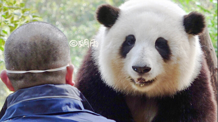 تصوير وجه هوا عن قرب خلال حصة الرياضة، ثم يبلّع الدب الصغير قضمةً واحدةً ويقول "هممم" ليُخبر جدّه أن