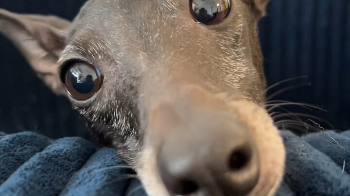 It hasn't been easy for Guozi along the way...