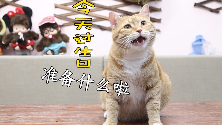 แมวในฝันที่ฉันเก็บมาเมื่อปีที่แล้ว วันนี้วันเกิดมันเลยมาขอของขวัญจากฉันน่ะ!