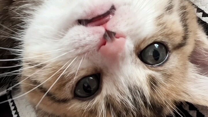 Cats love moments