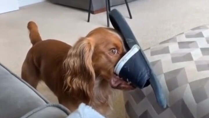 Dog: Mom, do you believe my slippers just walked themselves into my mouth?