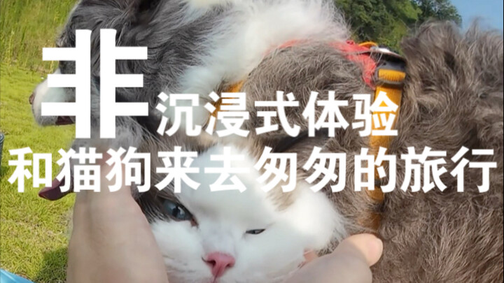 Taking my cats and dogs camping for a full five minutes was truly exhilarating...