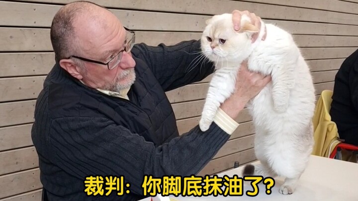 小肥猫比赛现场: 满脸委屈，脚底打滑