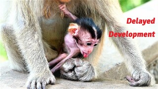 Adorable Baby Monkey Terrina with Delayed Development Practices Harder with Support from Teva