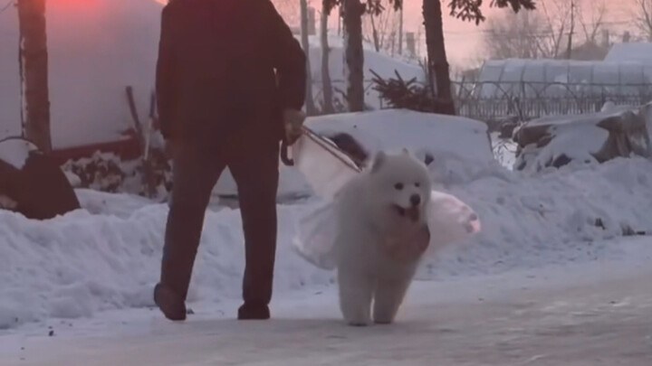 "Dunia ini tidak bisa tanpa anak anjing"