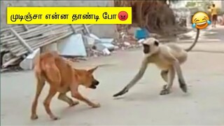 விலங்குகள் செய்த தரமான 100 காமெடி சம்பவங்கள் | Monkey Funny Moment of The Year 2023