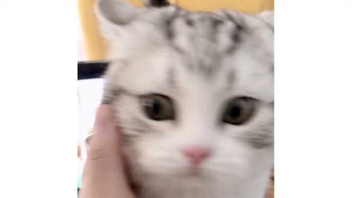 ลูกแมวพร้อมเรียก