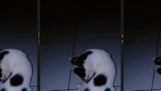 semimase kucing kampung