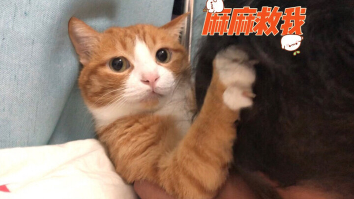 A Mi hôm nay hắt hơi không? Không đâu (๑•̌.•̑๑)