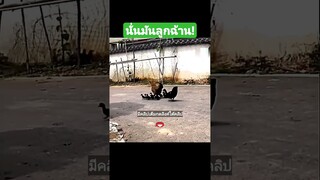นั่นมันลูกฉ้าน!