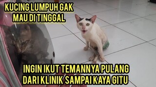 Kucing Lumpuh Ini Sedih Di Tinggal Temannya Pulang Dari Klinik Hewan Pengen Ikut..!