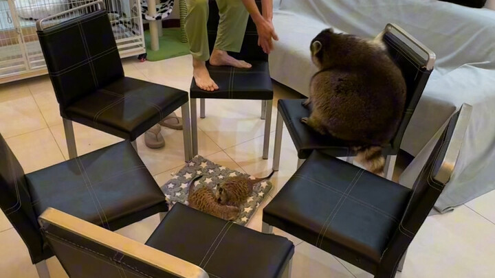 #الراكون#مضحك#تخسيس الراكون يمشي لإنقاص الوزن