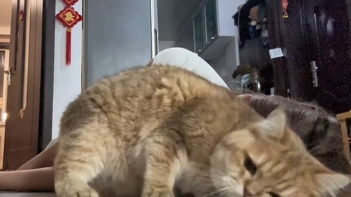 Khi tôi giả vờ ngất xỉu trước mặt mèo nhà tôi......