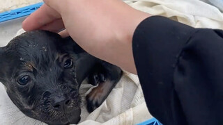 哎哟天呐，终于把它救上来了