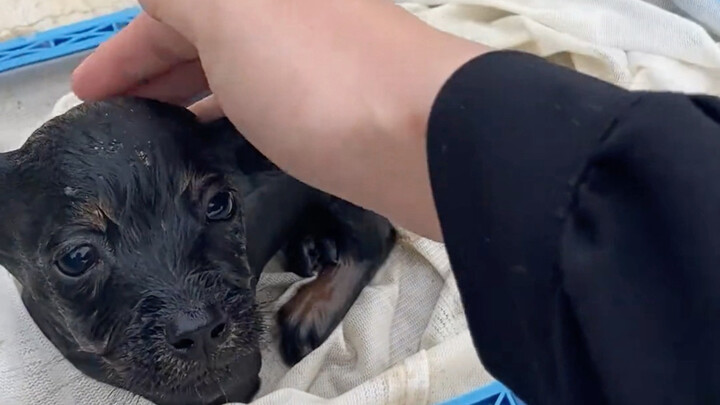 Astaga, akhirnya berhasil menyelamatkannya!