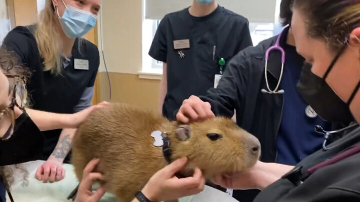 The owner originally brought their six-month-old guinea pig to the vet for a checkup, but… (*＞◡❛)