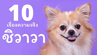 10 เรื่องน่ารู้ของเจ้าชิวาวา ที่คนรักชิวาวาห้ามพลาด