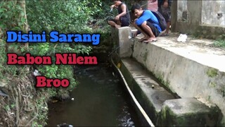 Muter-Muter Mancing di Selokan Akhirnya Nemu Sarang Babon Nilem