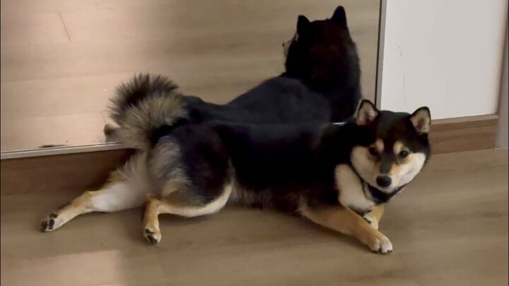 لماذا مان يو وشياو باي طيّعان هكذا؟