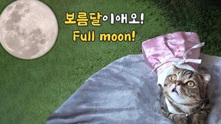 🍞 ขอให้มีความสุขในเทศกาลชูซอก!