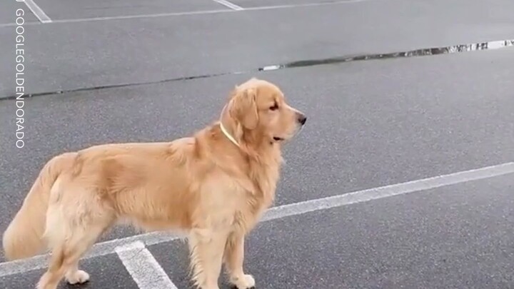 ไม่มีอะไรทำให้ใจเต้นแรงไปกว่าเจ้าตูบเฝ้ารอเจ้านายกลับบ้านอีกแล้ว