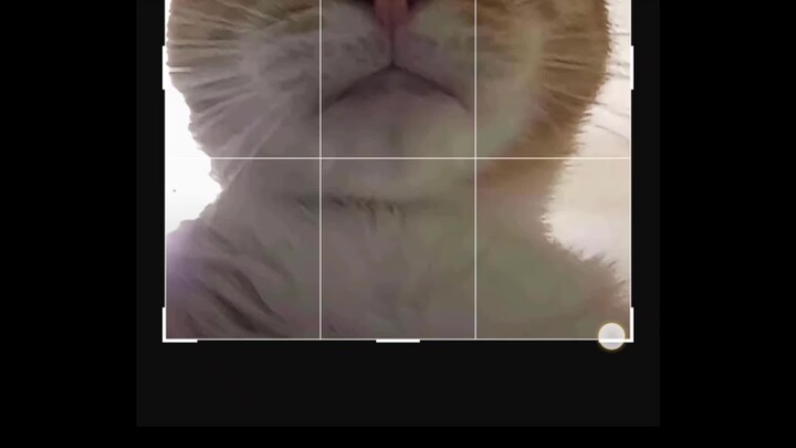 أصل وتطور ميمز الفئران