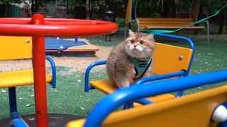Kucing tidak bisa diajak jalan-jalan, jika Anda melakukannya, ia bukan lagi kucing Anda.