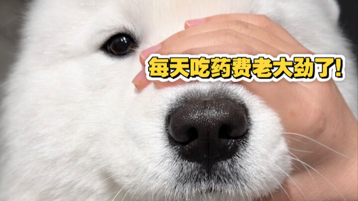 Sao không nói sớm là tự ăn được chứ!