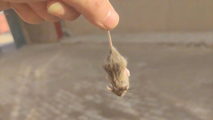 A little mouse from the north—she’s even kind of cute…