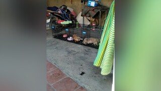 2 e ngủ tít mù...yeucho yeuchomeo cún cúncon chó chómèo chócon chó_cưng chókhôn yeuchomeo cưng chócute pet dog dogsoftiktok doggo