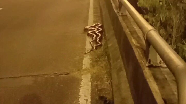 big snake
