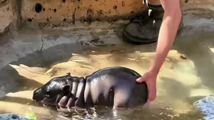 In case you’ve never seen a baby hippo