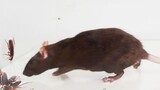 [Hewan]Tikus Seberat 500 Gr Masuk Ke Kumpulan Kecoak